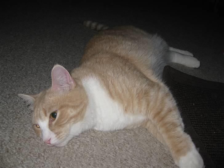 Blanding af racer Whisky billede 1