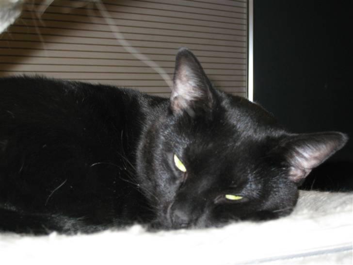 Huskat Lucky billede 1