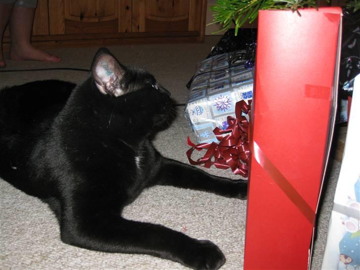 Huskat Lucky billede 2