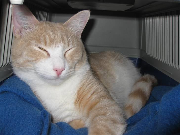 Blanding af racer Whisky billede 2