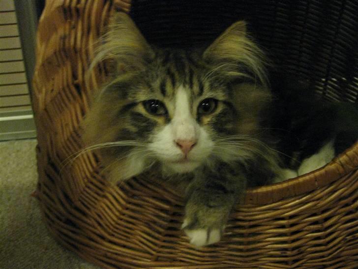 Norsk Skovkat Hr. Nilson billede 3