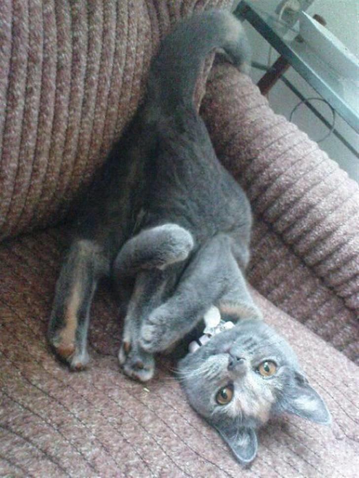 Blanding af racer Amira - Skøre Skøre mis hi hi billede 1