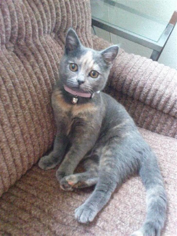 Blanding af racer Amira - Flotte flotte mis :D billede 2