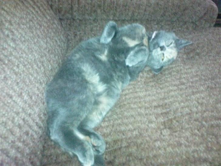 Blanding af racer Amira - Så skal der soves <3 billede 3