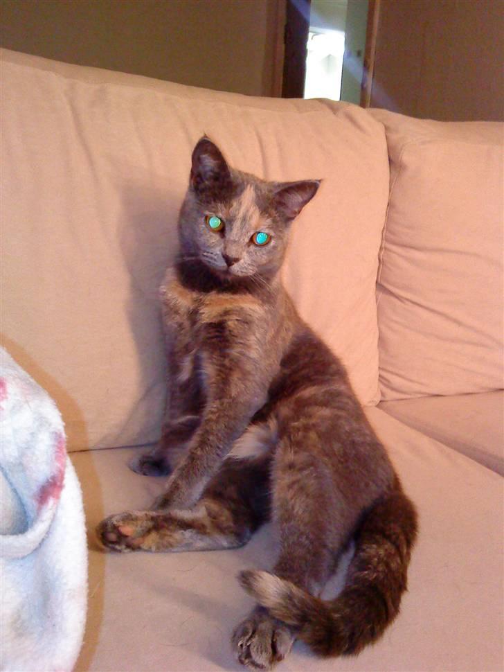 Blanding af racer Amira - hvor kan hun sidde pænt :D billede 4