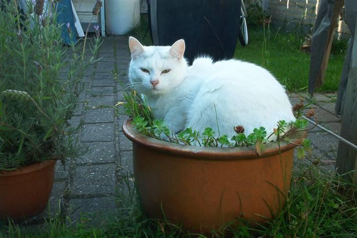 Blanding af racer Gizmo - En ægte katteurt eller hvad ?? *GG* billede 1