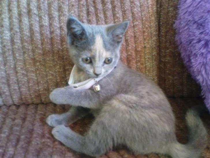 Blanding af racer Amira - Da jeg fik hende. <3 billede 5