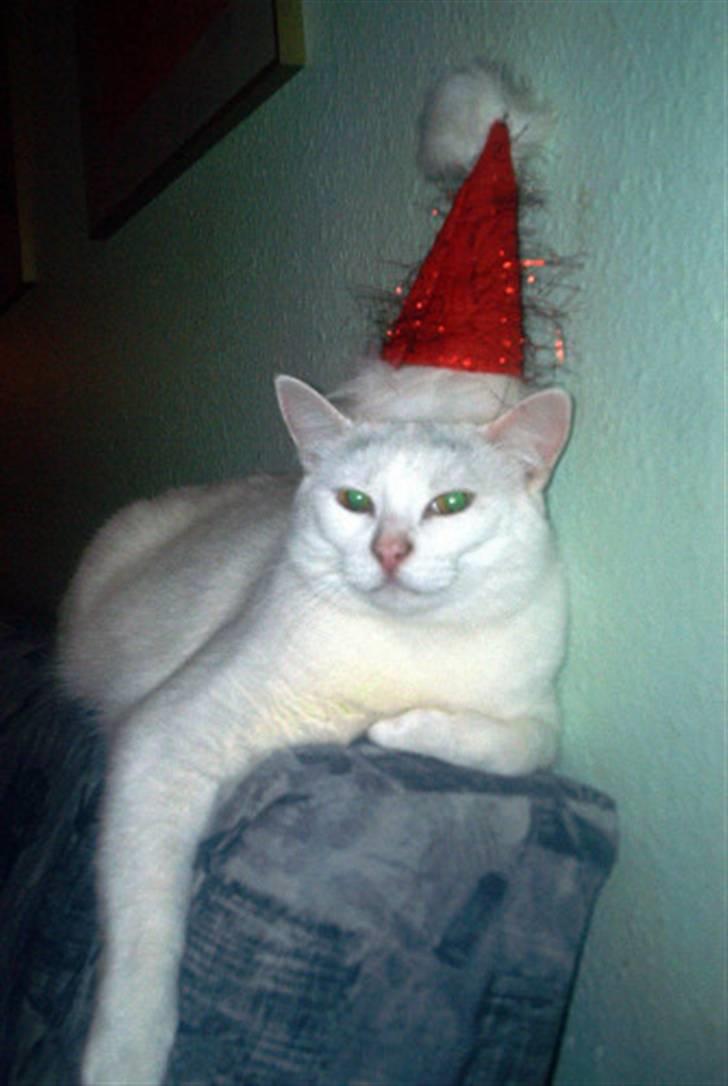 Blanding af racer Gizmo - Mon julemissen kommer med en lækker sild billede 3