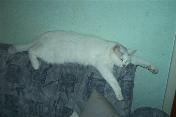 Blanding af racer Gizmo - Der er bare ikke noget så godt som en lur billede 4