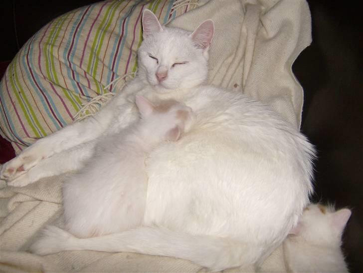 Blanding af racer Gizmo - Onkel Gizmo og Mimse tager sig lige en slapper billede 5