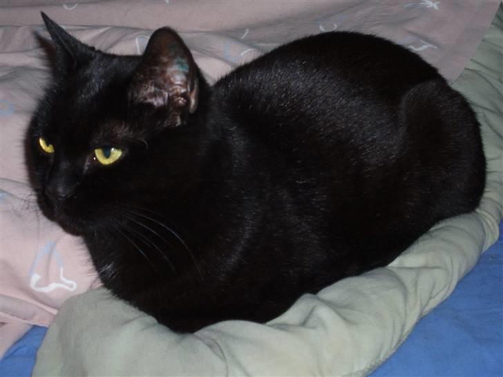 Huskat Musli billede 5