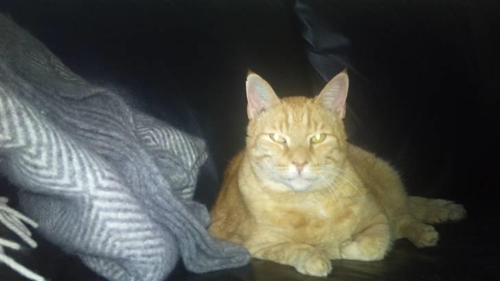 Huskat emil - her er så Emil anno 2010, han søger pt. nyt hjem da han ikke rigtig kan affinde sig med at være inde kat, jeg søger et nyt og kærligt hjem som vil være der for ham de sidste 3 - 5 år han har tilbage at leve i, Emil er jo fra 1998   billede 4