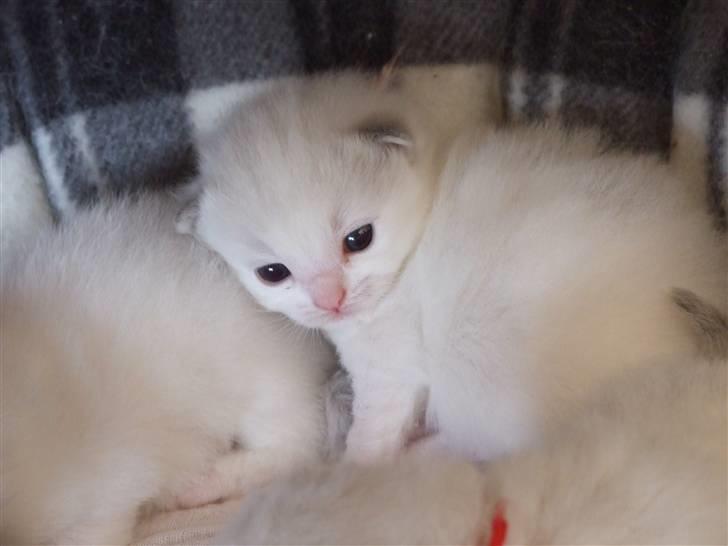 Ragdoll DK Vandoll Eternal Enya - Putte op af brormand er nu dejligt billede 5