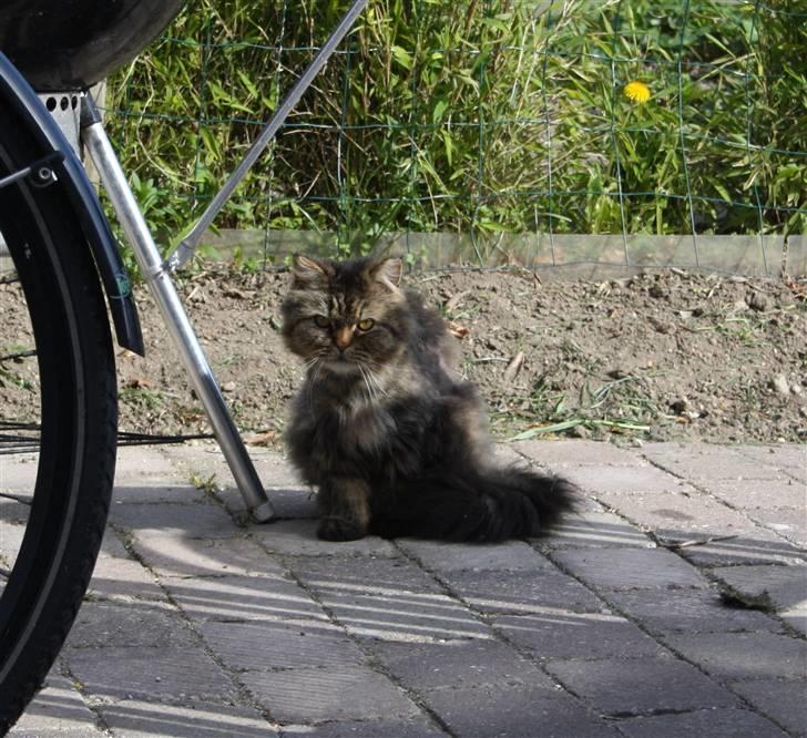 Blanding af racer Lille Mis billede 9