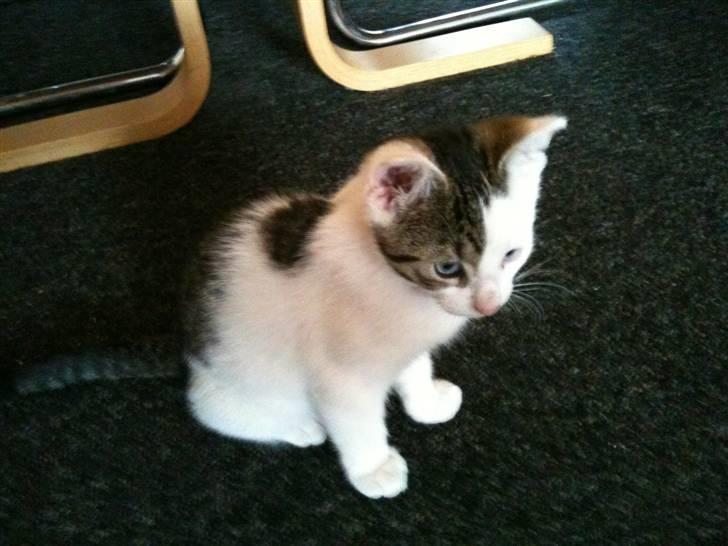 Blanding af racer *Bulldog* - samme dag vi fik ham hjem billede 2