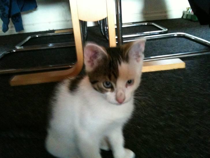 Blanding af racer *Bulldog* - samme dag vi fik ham hjem :) billede 3