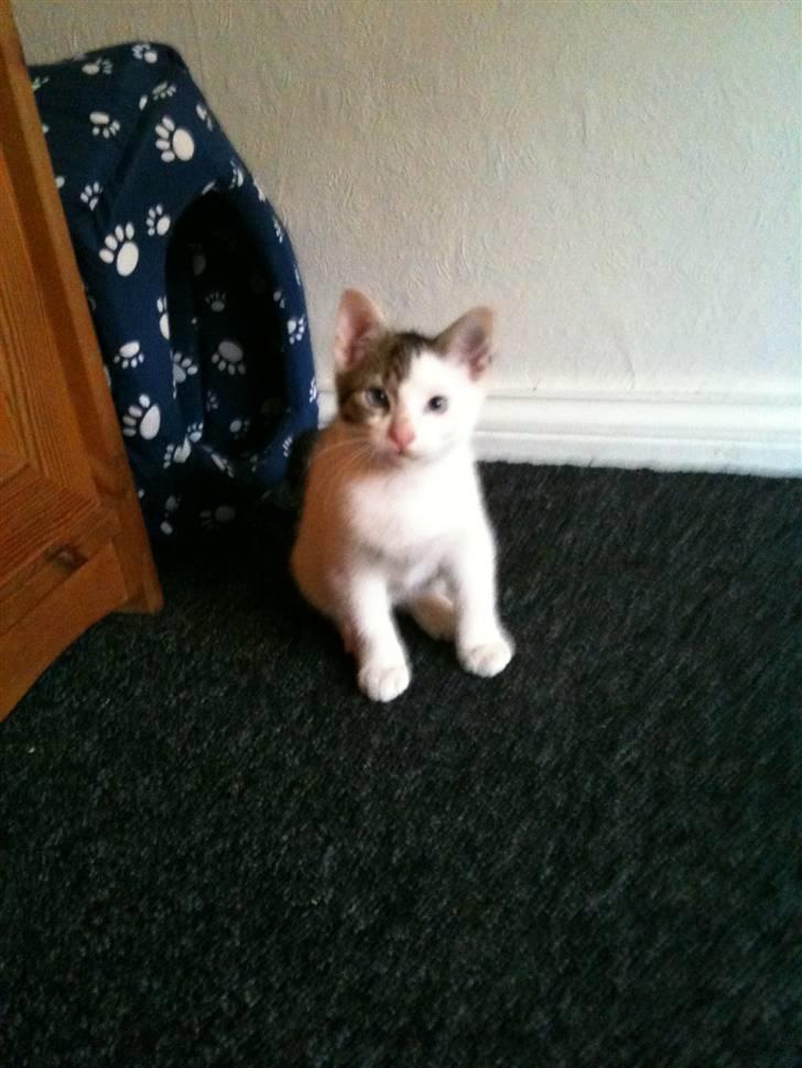 Blanding af racer *Bulldog* - os samme dag vi fik ham hjem   billede 4