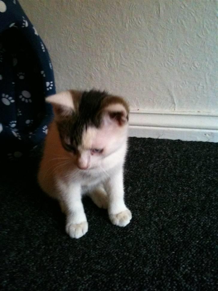 Blanding af racer *Bulldog* - også samme dag vi fik ham hjem  billede 5