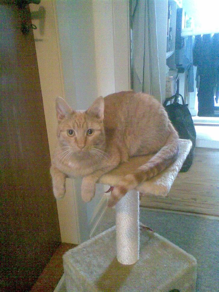 Huskat Garfield - Her ligger jeg og hygger mig på mit kradsetræ billede 2