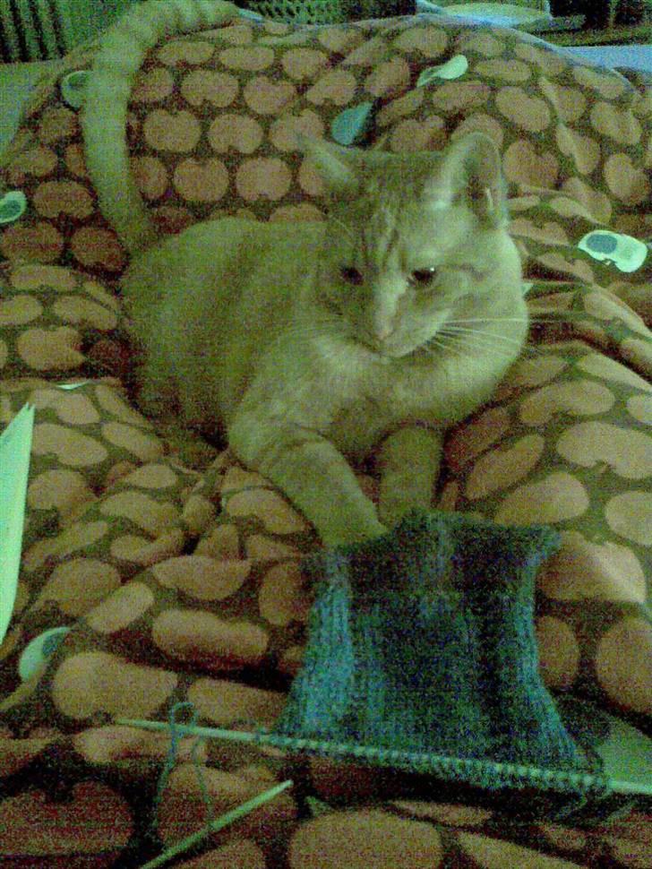 Huskat Garfield - Jeg kan også strikke:-) billede 3