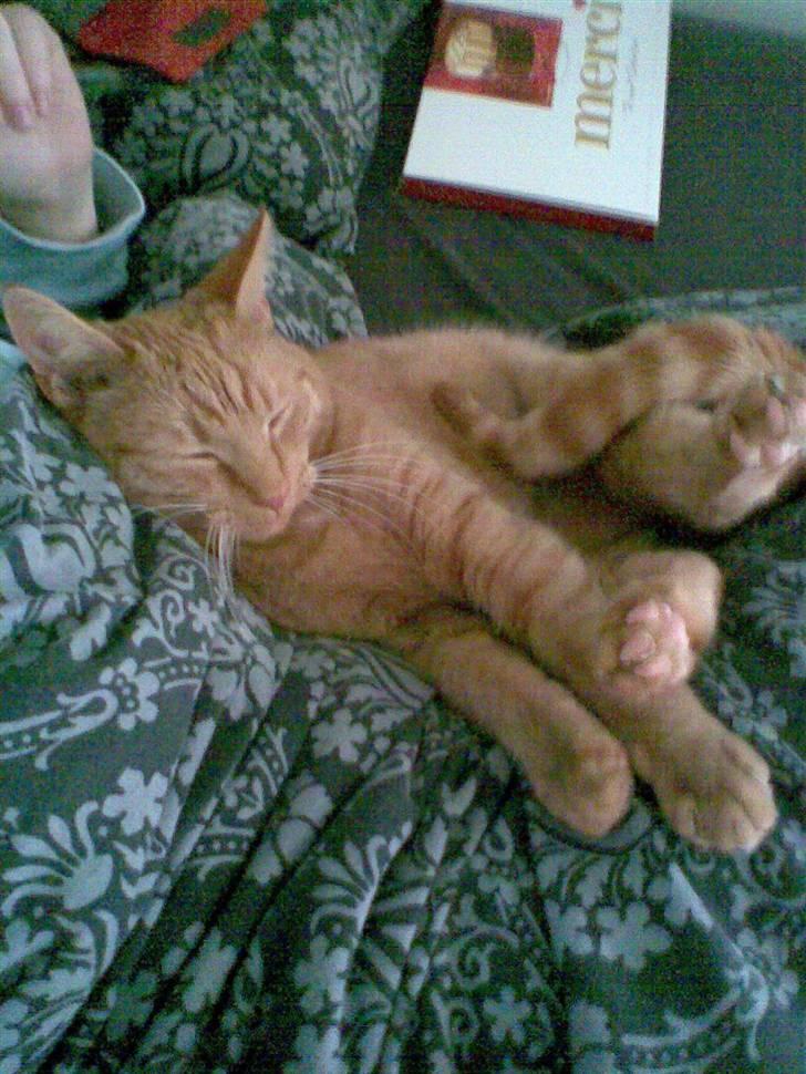 Huskat Garfield - At sove er min yndlings beskæftigelse, og jeg kan gøre det overalt og i alle mulige stillinger. billede 4