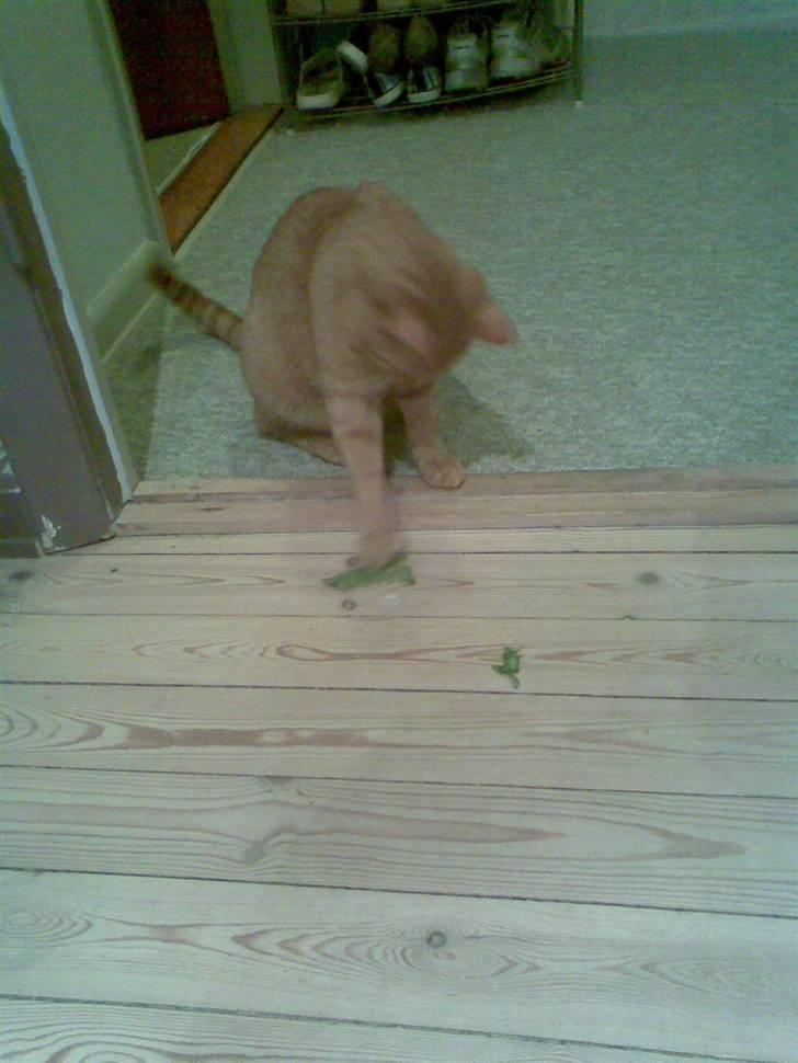 Huskat Garfield - Uhm SALAT! billede 5