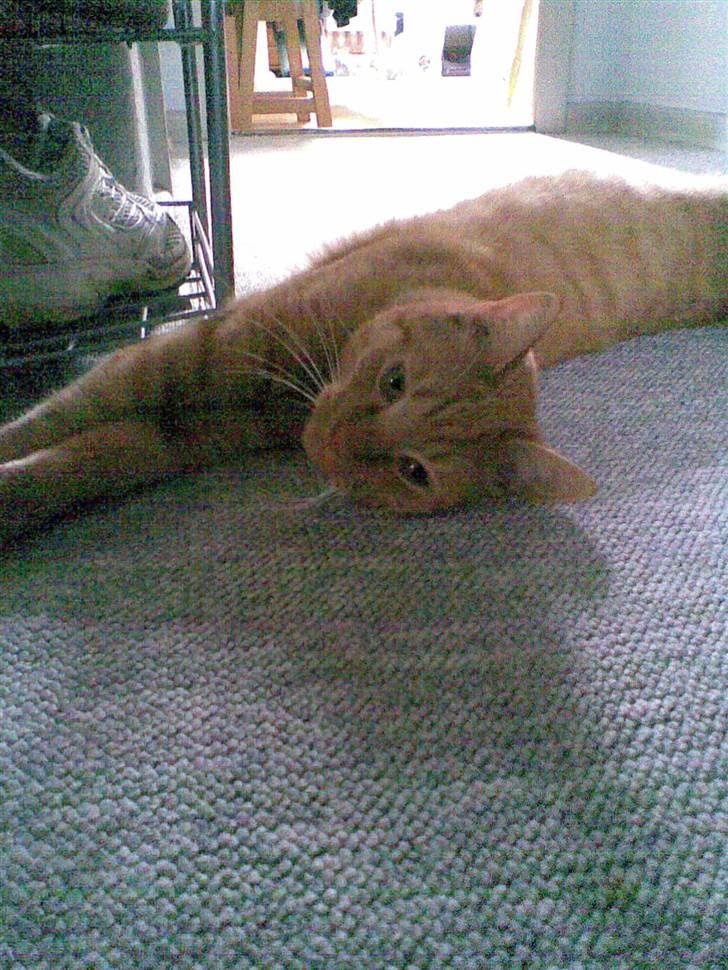 Huskat Garfield - Er jeg ikke nuttet:-) billede 6