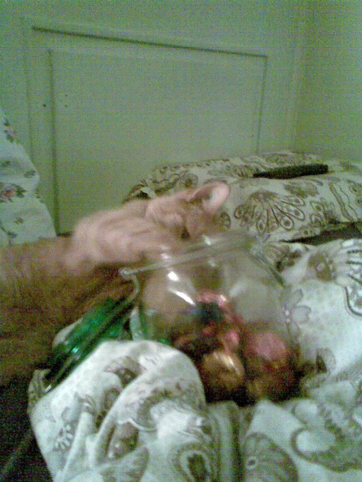 Huskat Garfield - Ja hvis jeg ikke må få noget chokolade, kan jeg da bare selv tage. billede 7