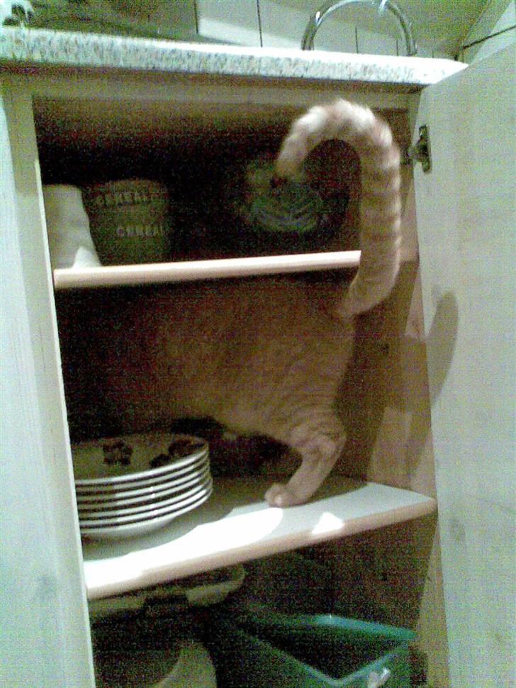 Huskat Garfield - Det er sjovt at sidde i skabet:-) billede 8