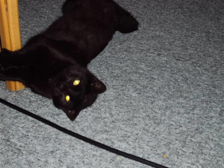 Huskat Newton R.I.P billede 1