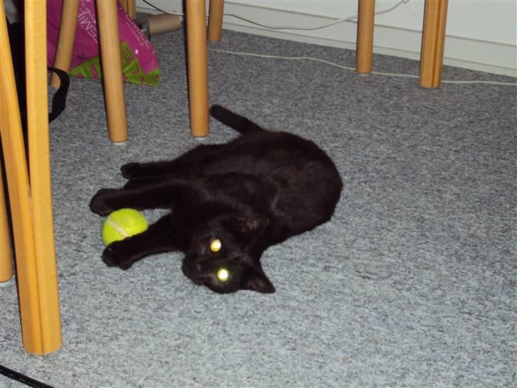 Huskat Newton R.I.P billede 2