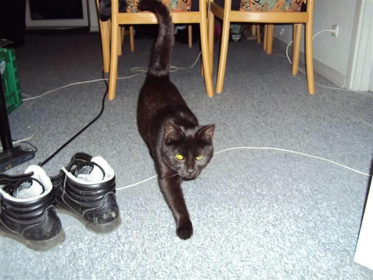 Huskat Newton R.I.P billede 3