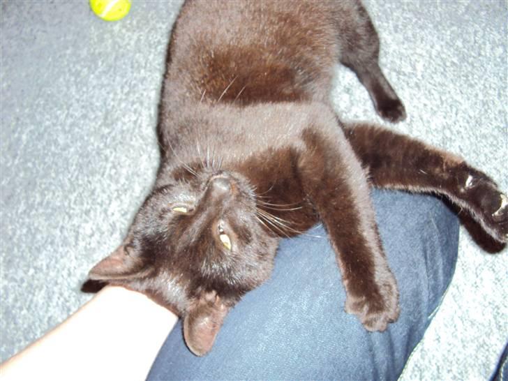 Huskat Newton R.I.P billede 4