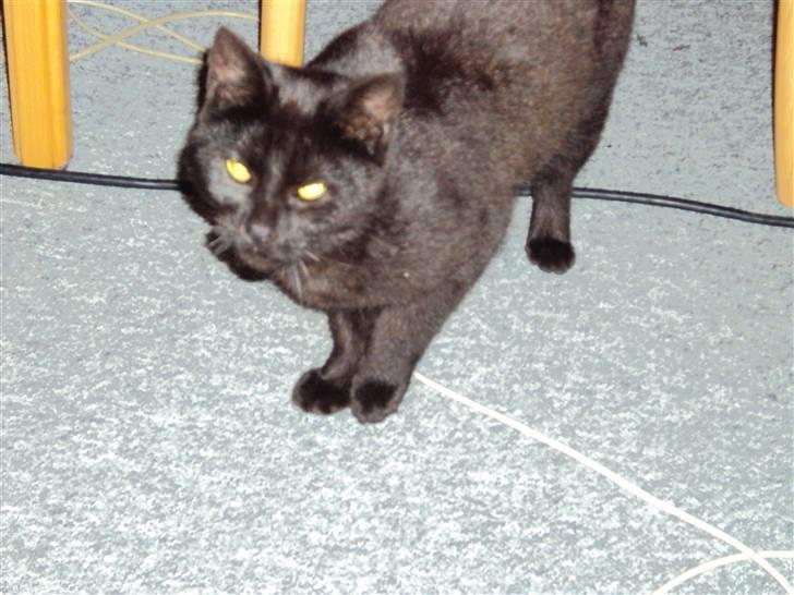 Huskat Newton R.I.P billede 5