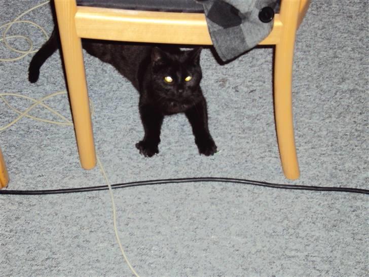 Huskat Newton R.I.P billede 6