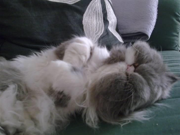 Perser Tilde - Putter billede 2