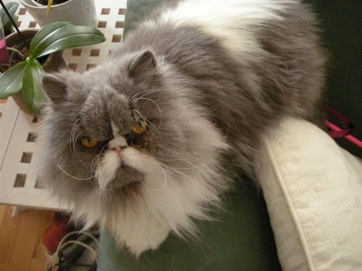 Perser Tilde - Nysgerrig billede 3