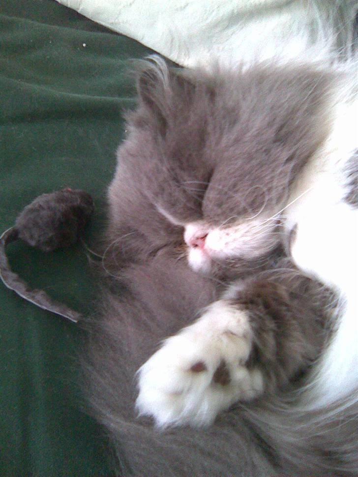 Perser Tilde - Sover med sin mus billede 4