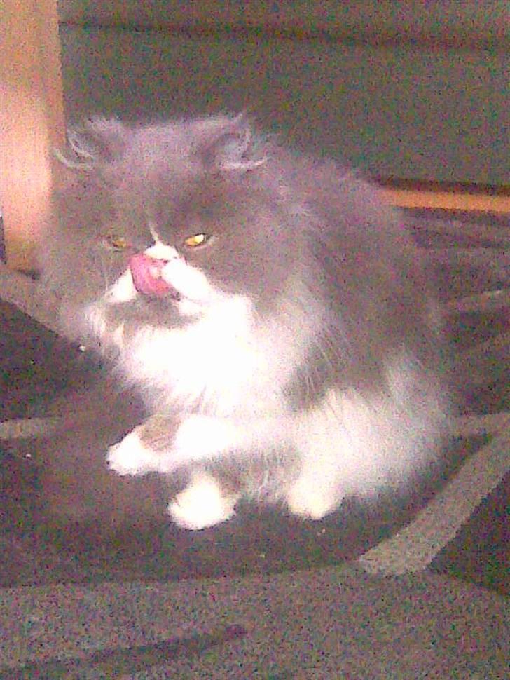 Perser Tilde - Klar til ballade billede 5