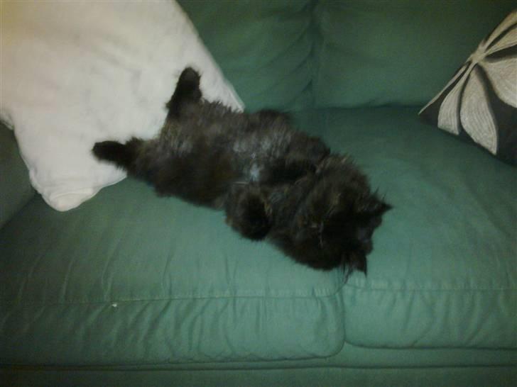 Perser Tjalfe - Afslapning billede 1