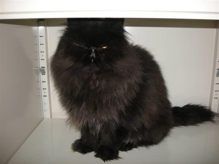 Perser Tjalfe - Gået i skab billede 2