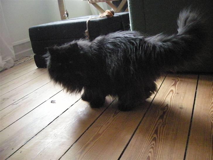 Perser Tjalfe - Parat til ballade billede 3