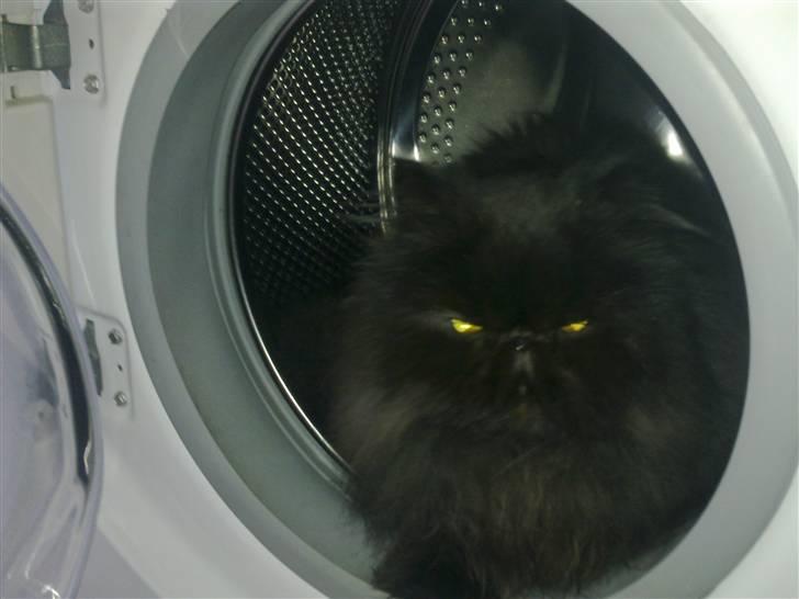 Perser Tjalfe - Hoppet i vaskemaskine billede 4