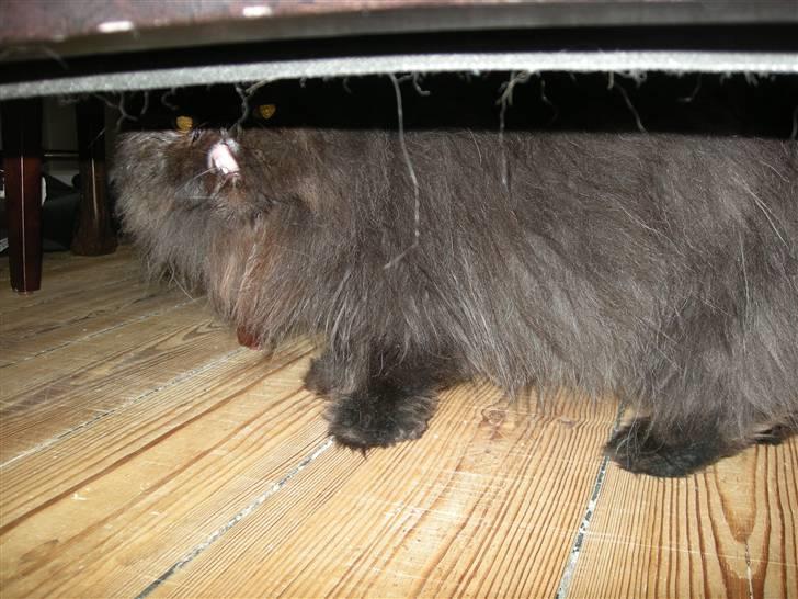 Perser Tjalfe - Lidt kryster, gemmer sig for tøserne billede 5