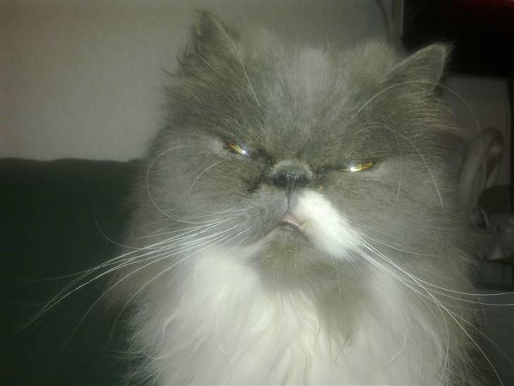 Perser Silke - Close up billede 1