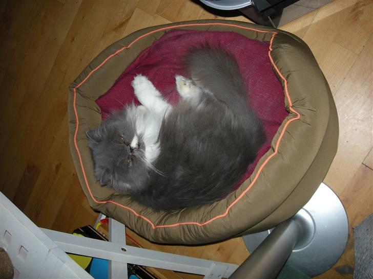 Perser Silke - Hygger i sin kurv billede 2