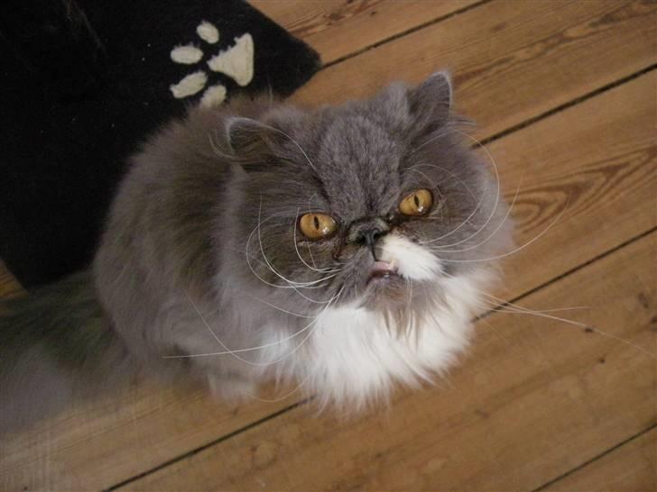 Perser Silke - Klar til ballade billede 3