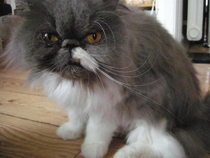 Perser Silke - Nysgerrig billede 4