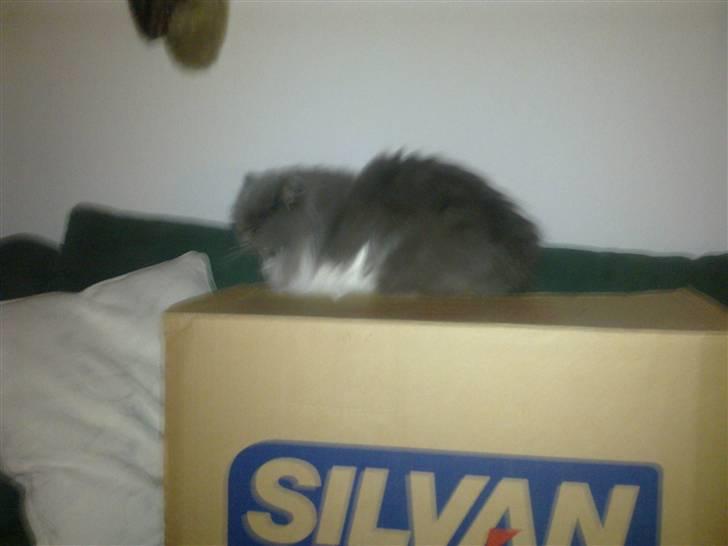 Perser Silke - Hun elsker papkasser billede 5