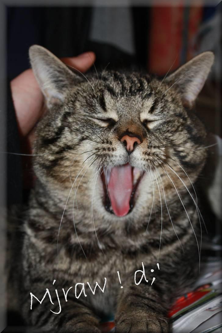 Huskat Herbie (-; <3 - hihi :D  billede 1